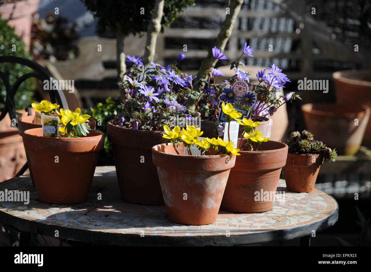 Grecian windflowers e aconiti invernali Foto Stock