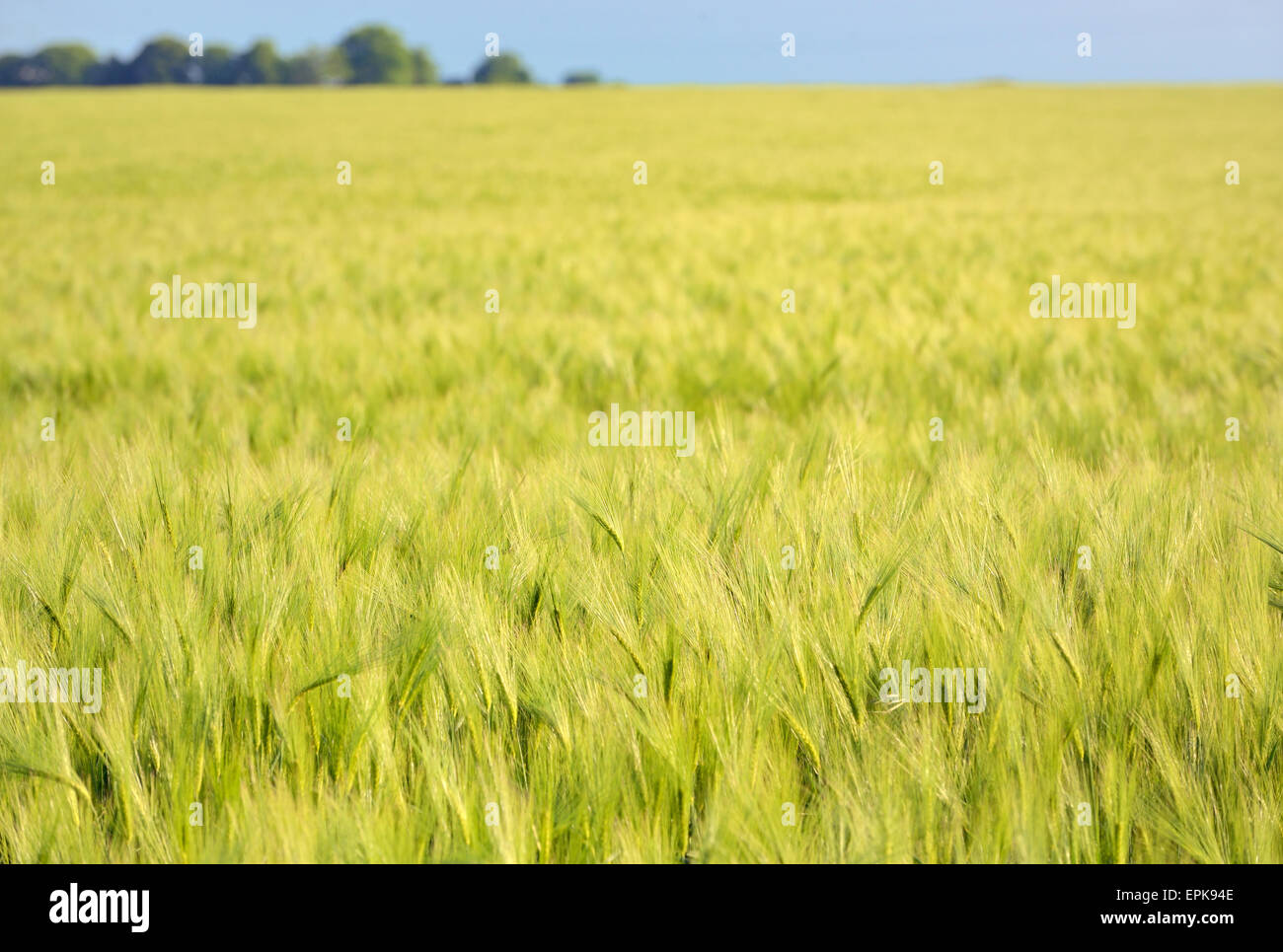 Grano verde campo in primavera tempo Foto Stock