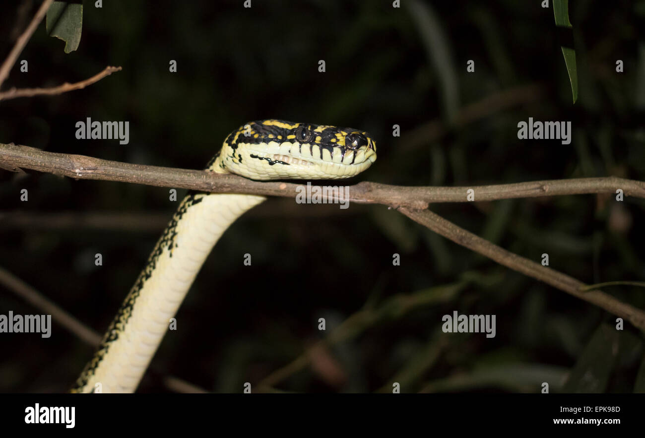 Serpente osservando Foto Stock