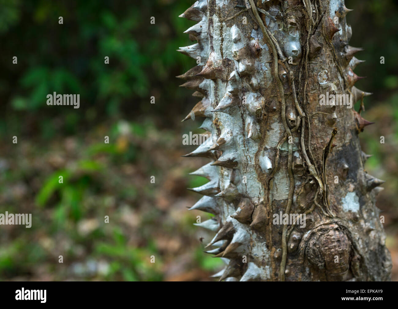 Panama, Provincia di Darien, Filo del parete tallo, Sharp spine su un albero nel Parco Nazionale del Darién Foto Stock