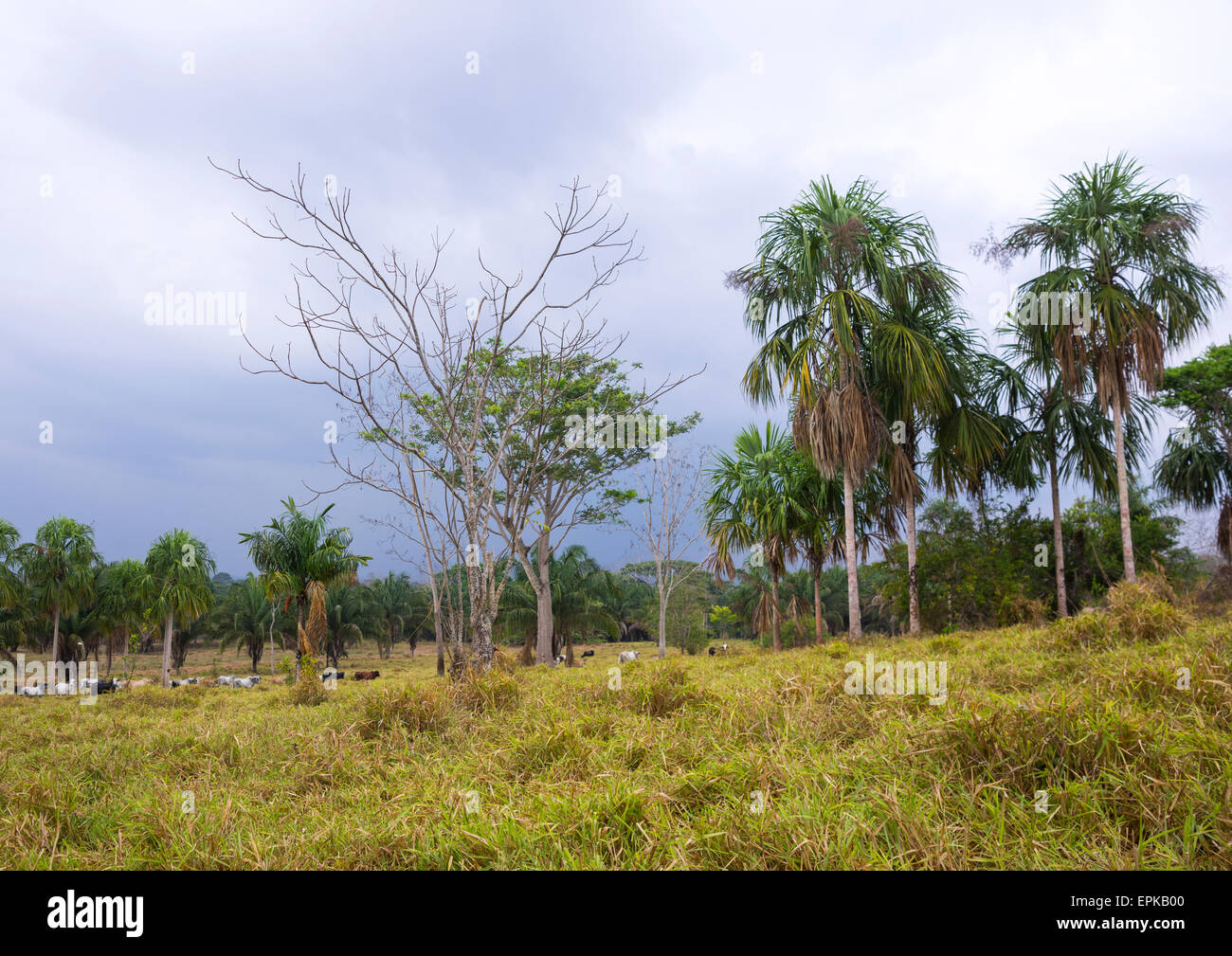 Panama, Provincia di Darien, Filo del parete tallo, Parco Nazionale del Darién Foto Stock