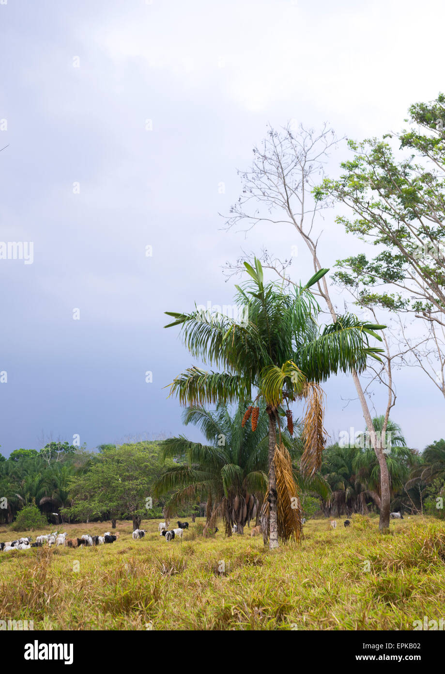Panama, Provincia di Darien, Filo del parete tallo, Parco Nazionale del Darién Foto Stock