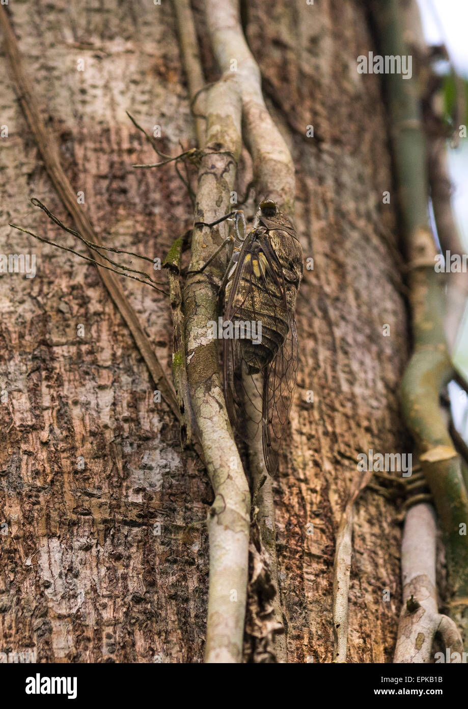 Panama, Provincia di Darien, Filo del parete tallo, vitigni avvolto intorno a un albero nel Parco Nazionale del Darién Foto Stock