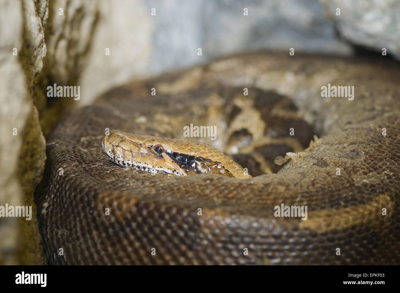 Pitone di anima Foto Stock