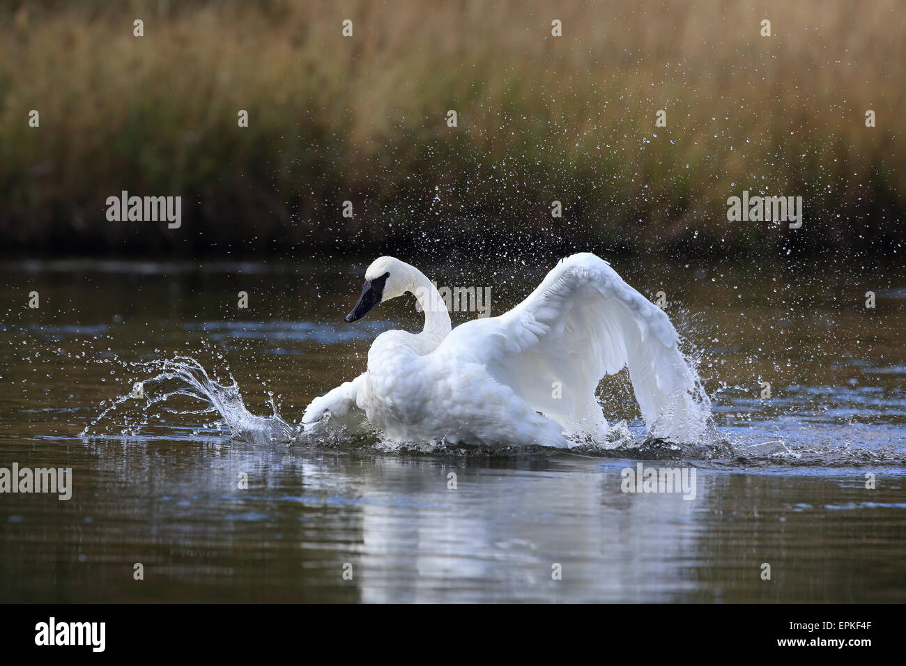 Trumpeter swan yellowstone np Foto Stock