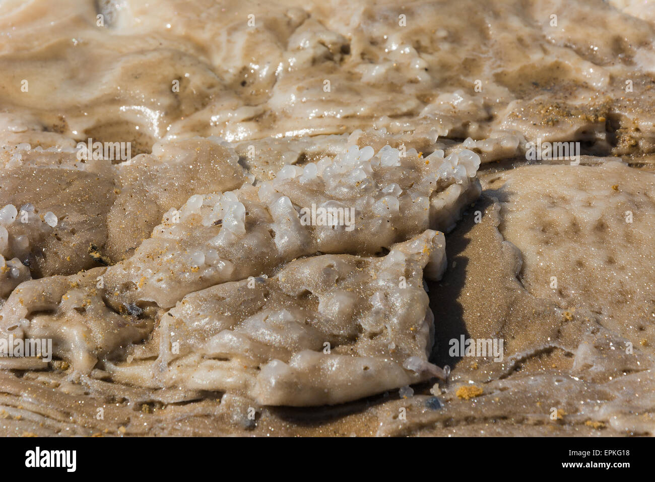 Dettaglio della spiaggia del Mar Morto in Giordania Foto Stock