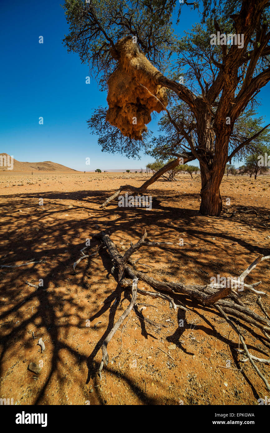Socievole tessitore di nidi di uccelli in cammello Thorn trees, Namibia, Africa. Foto Stock