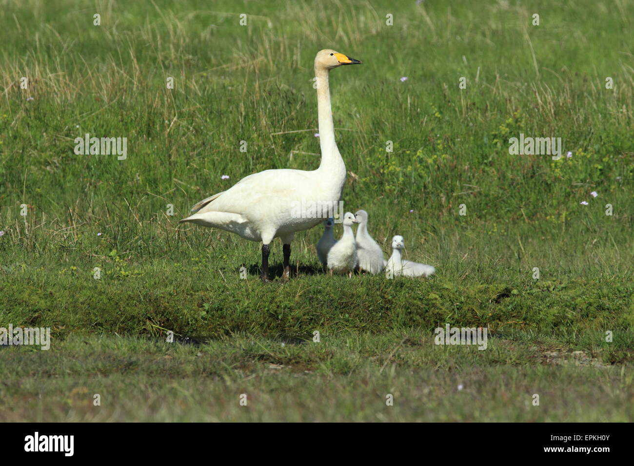 Whooper Swan con i pulcini Foto Stock