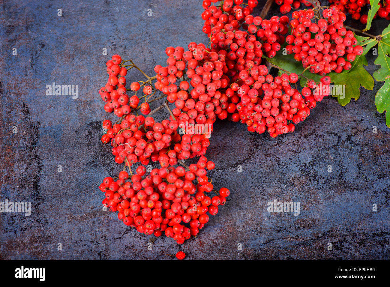 Mazzo di rossi rowan bacche Foto Stock