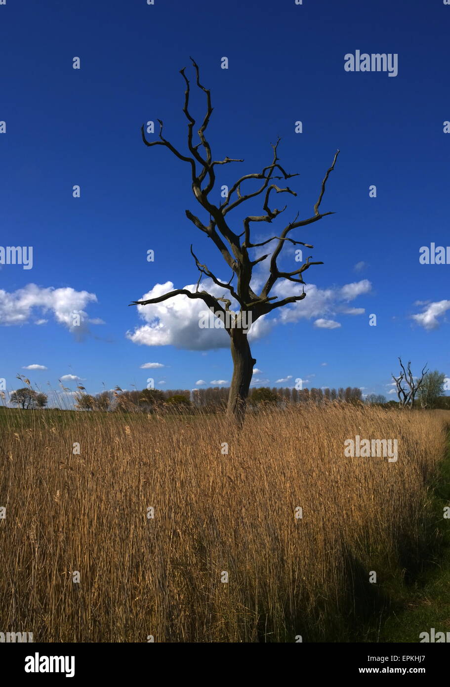 Snape Maltings Suffolk, est anglian, giornaliero, volte, Foto Stock
