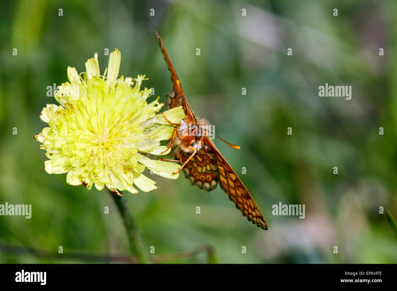 Marsh Fritillary sul becco Hawk's-barba. Heytesbury, Wiltshire, Inghilterra. Foto Stock