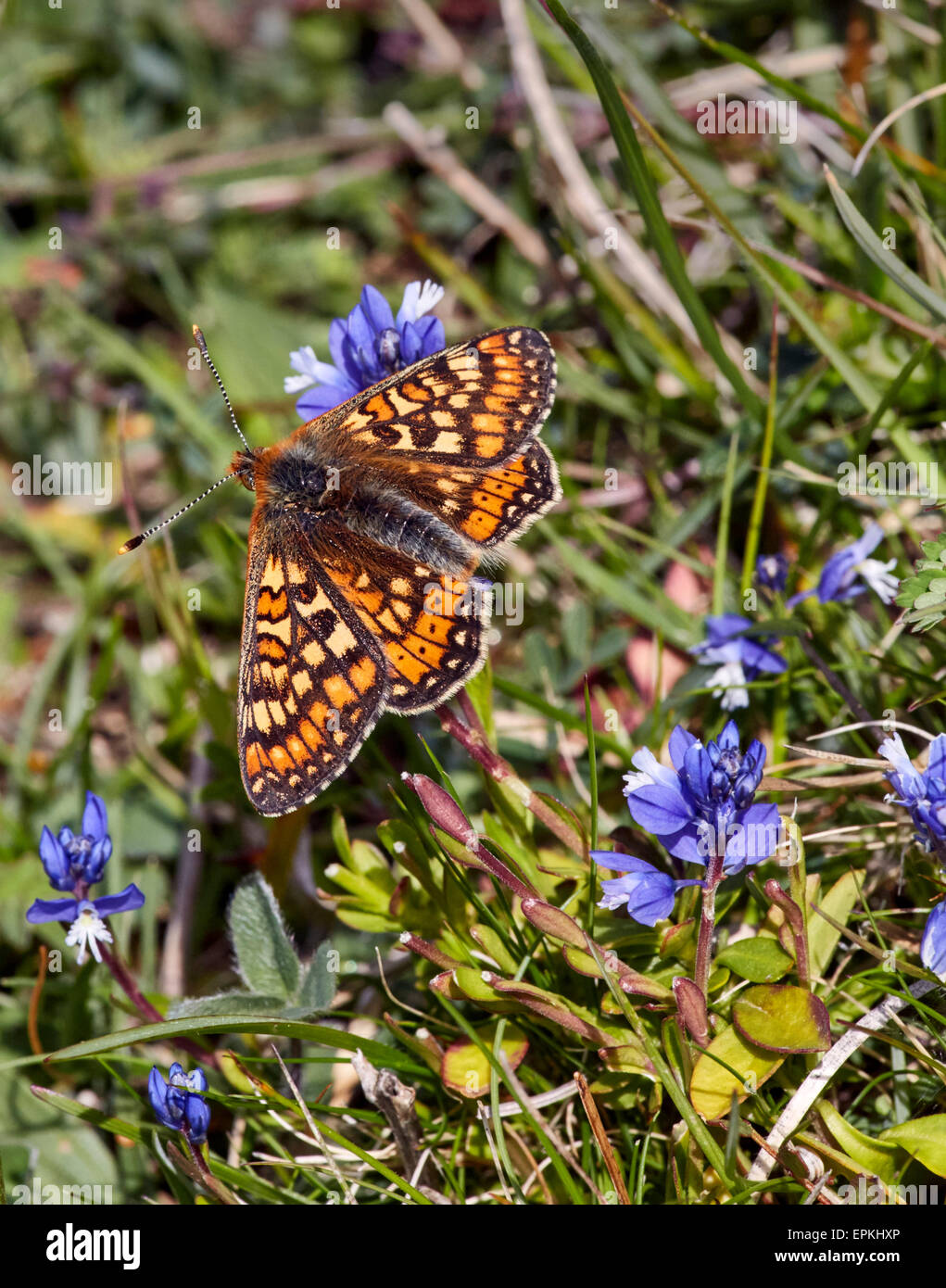 Marsh Fritillary su Chalk Milkwort. Heytesbury, Wiltshire, Inghilterra. Foto Stock