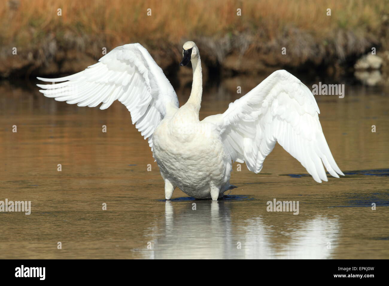 Trumpeter swan yellowstone np Foto Stock