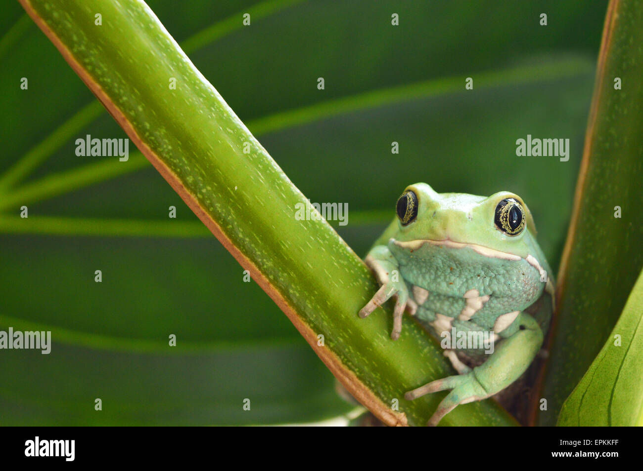 Scimmia cerosa frog(phyllomedusasauvagii) Foto Stock