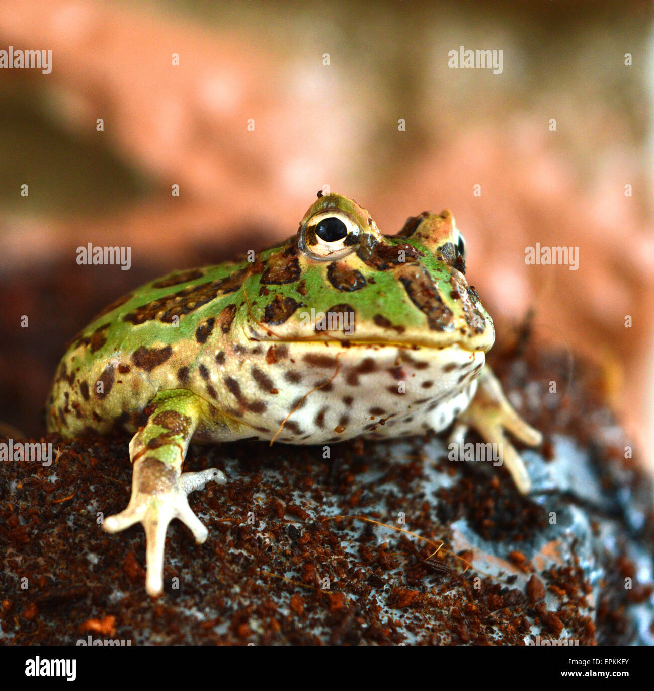 Ceratophrys granwelli(pacman) Foto Stock