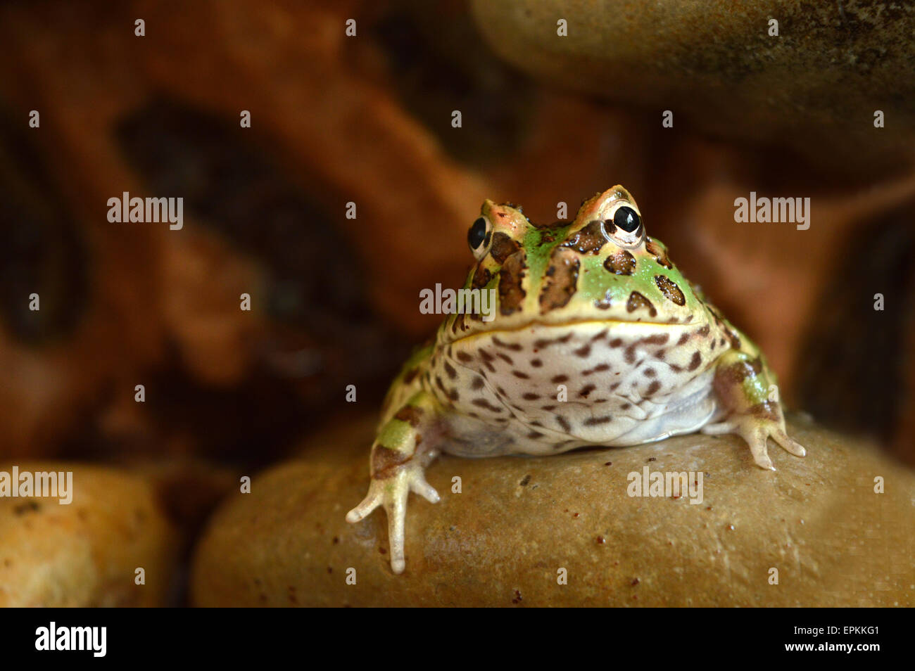 Ceratophrys granwelli(pacman) Foto Stock