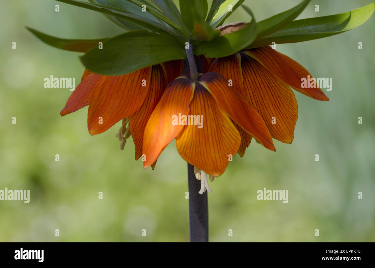Fritillaria imperialis Foto Stock