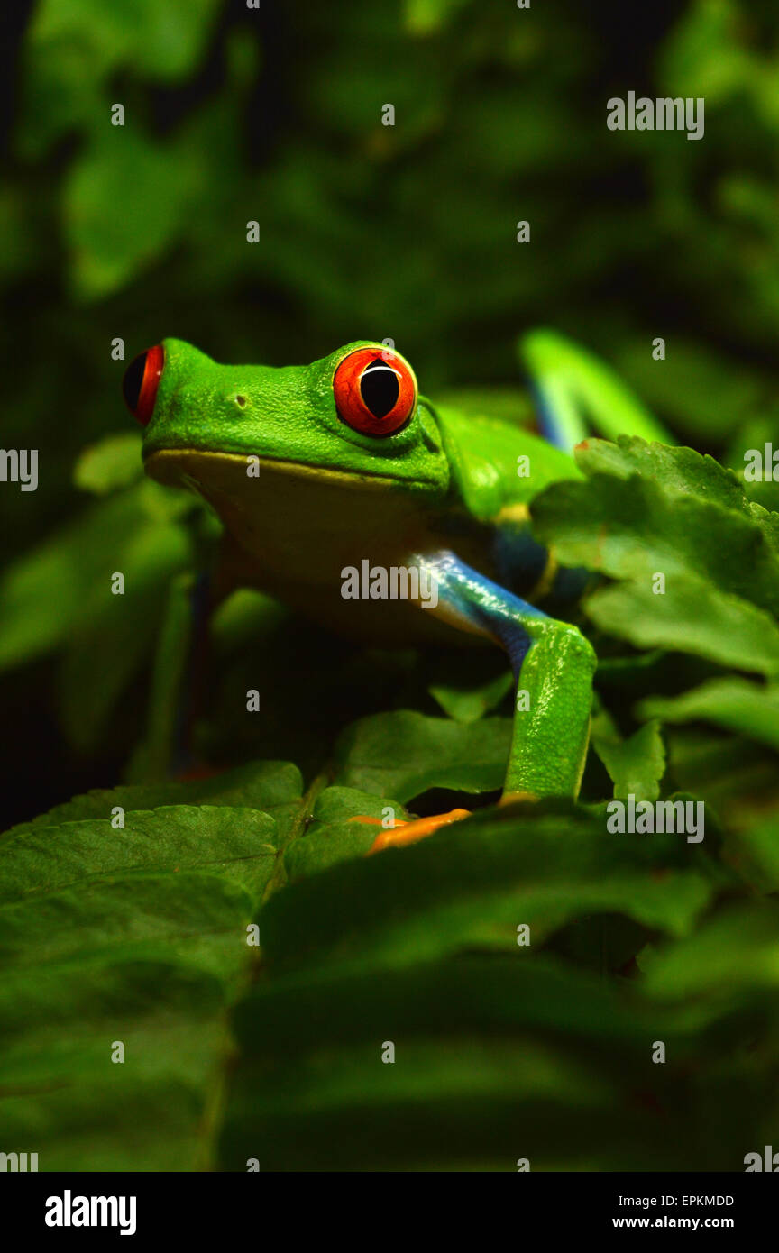 Rana rossa dell'occhio Foto Stock