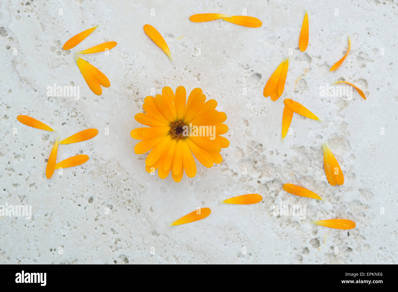 Calendula, Calendula officinalis Foto Stock