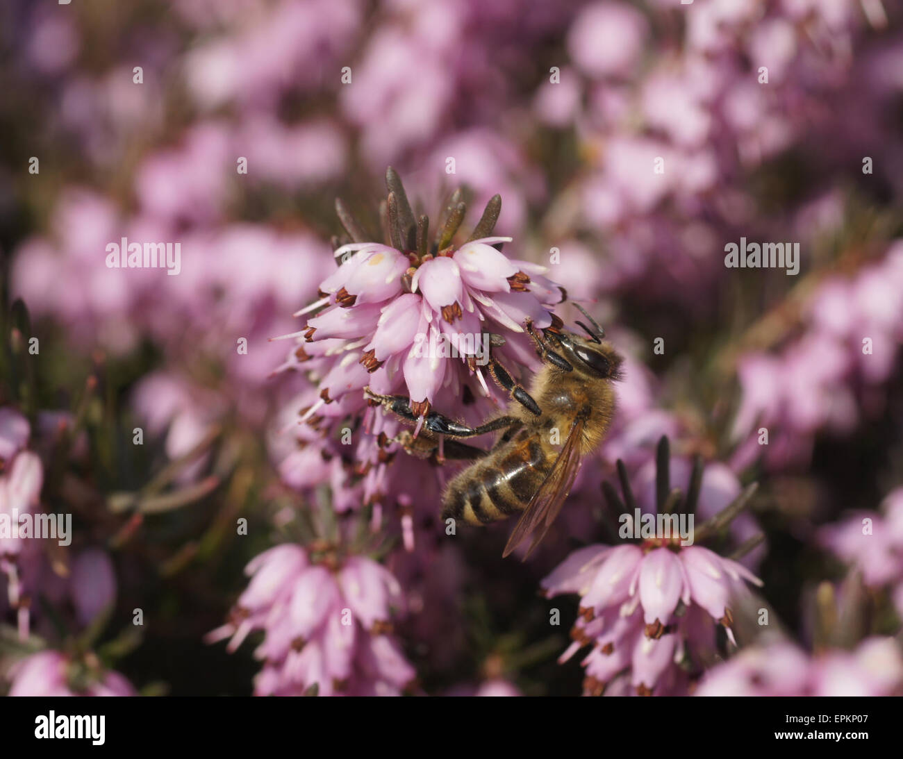 Fioritura invernale heath Foto Stock