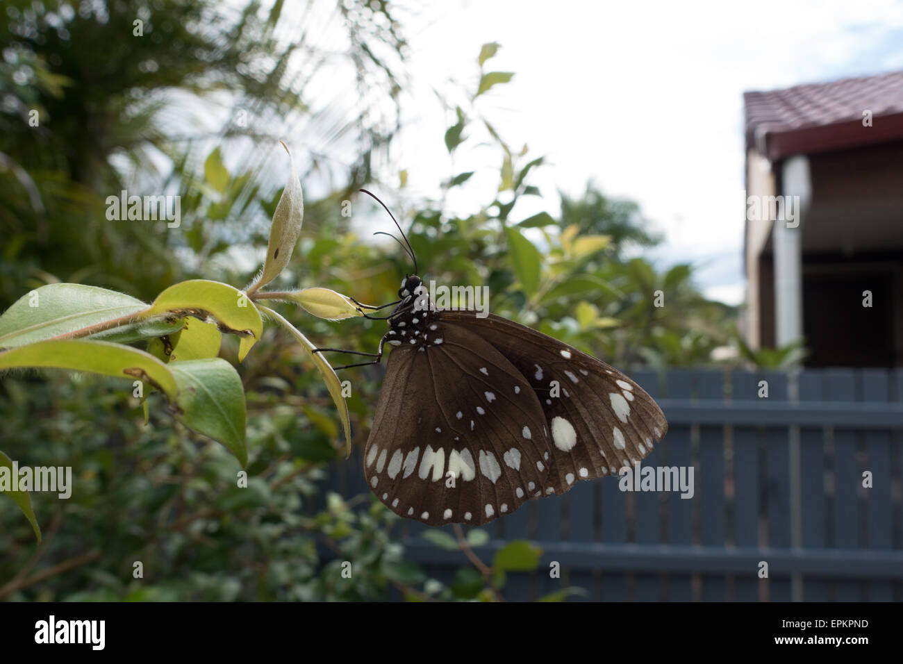 Australian Butterfly nel cortile posteriore Foto Stock