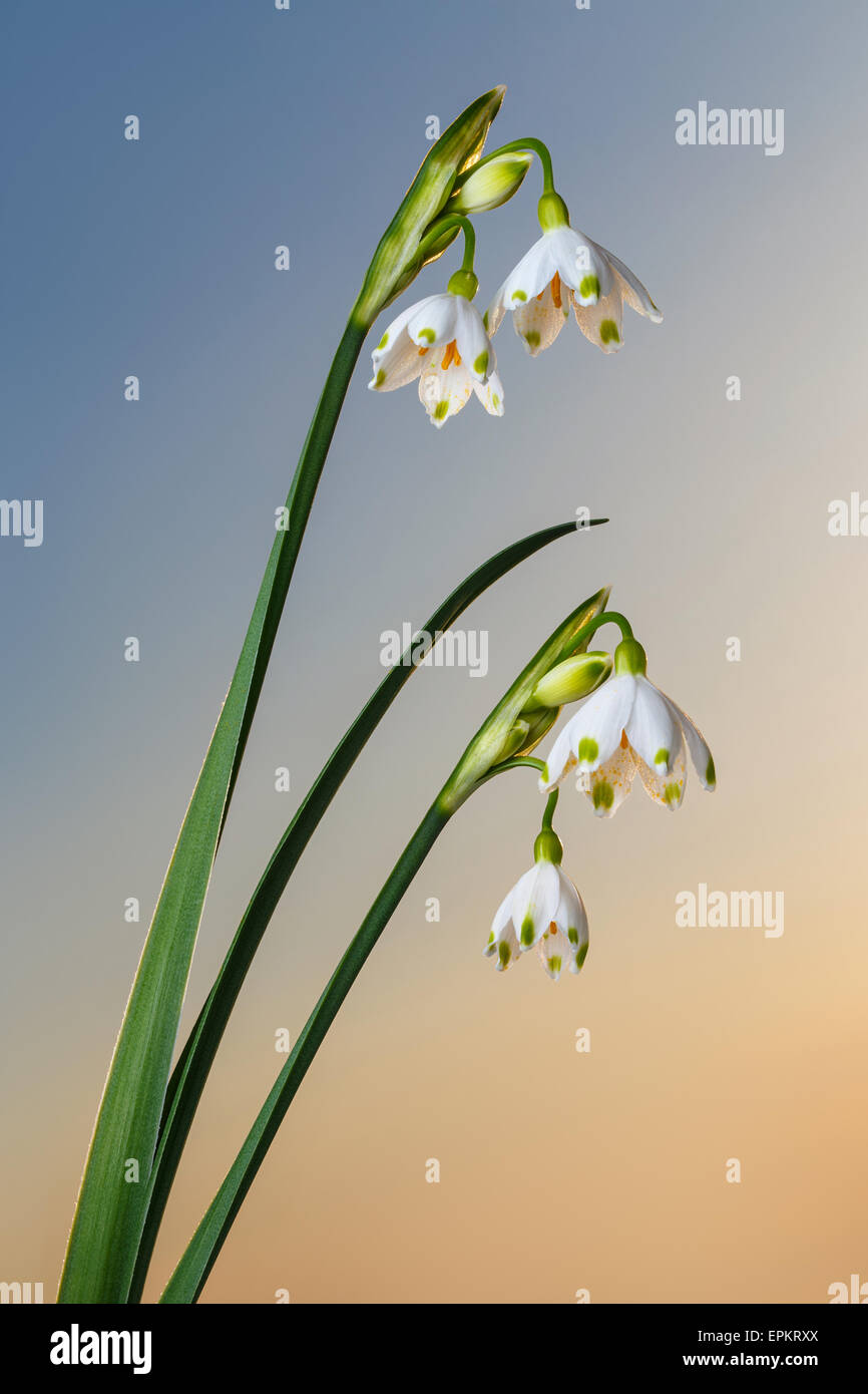 Snowdrop a forma di campana fiori sul cielo puro Foto Stock