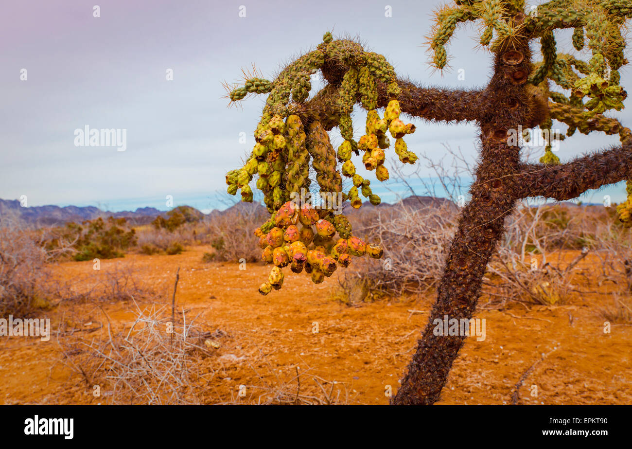 Frutto della catena di cholla è un tipo di vegetazione nativa trovata nel deserto di Sonora del Messico e Arizona Foto Stock