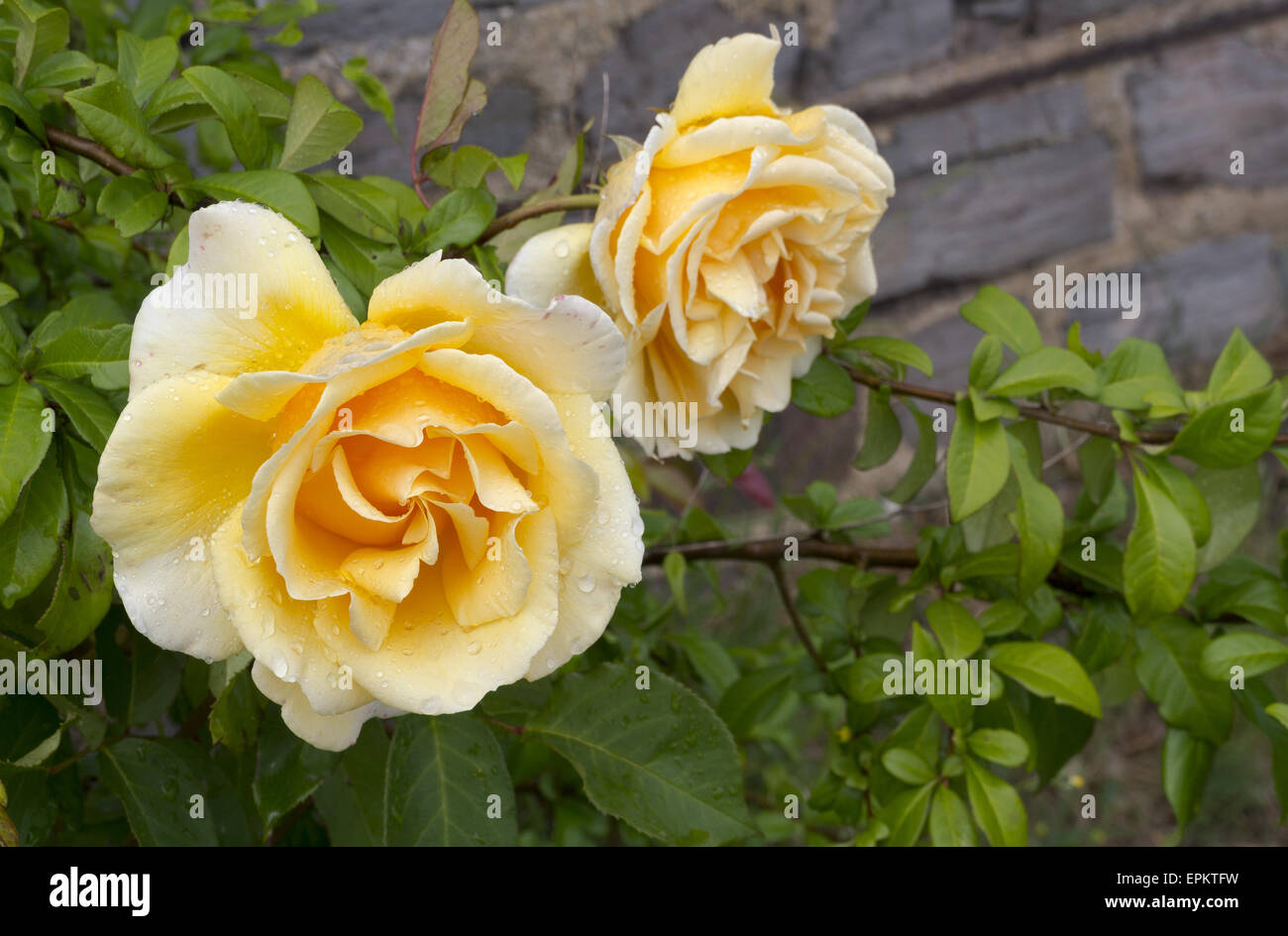 Rosa gialla Foto Stock