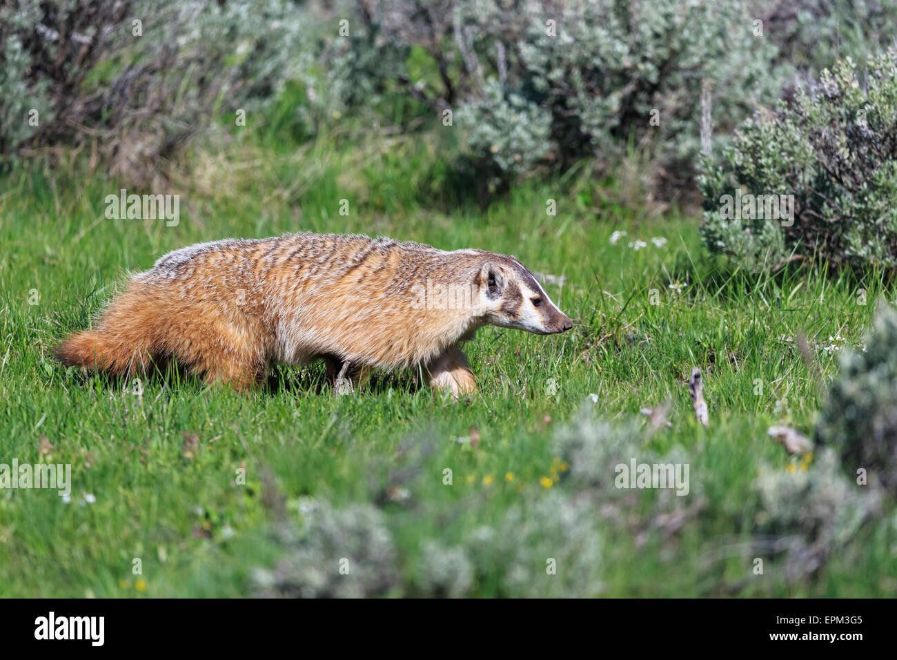 Stati Uniti d'America, Wyoming Yellowstone Nationalpark, American badger su un prato Foto Stock