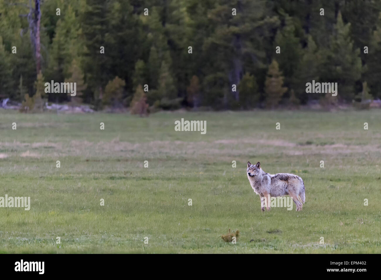 Stati Uniti d'America, Wyoming Yellowstone Nationalpark, Mackenzie Valley wolf su un prato Foto Stock