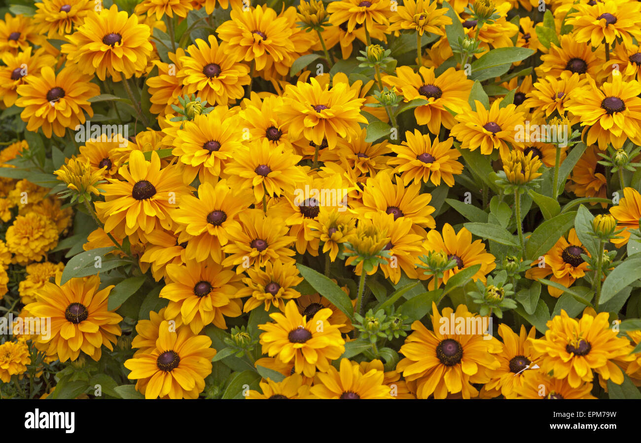 Rudbeckia Foto Stock