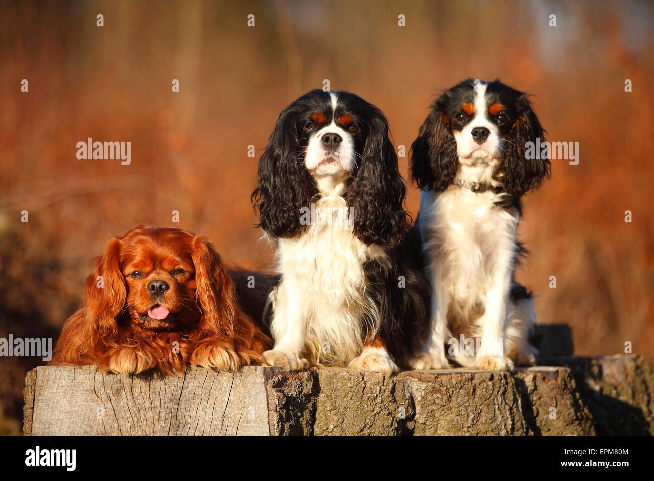 Ritratto di tre Cavalier King Charles Spaniel fianco a fianco Foto Stock