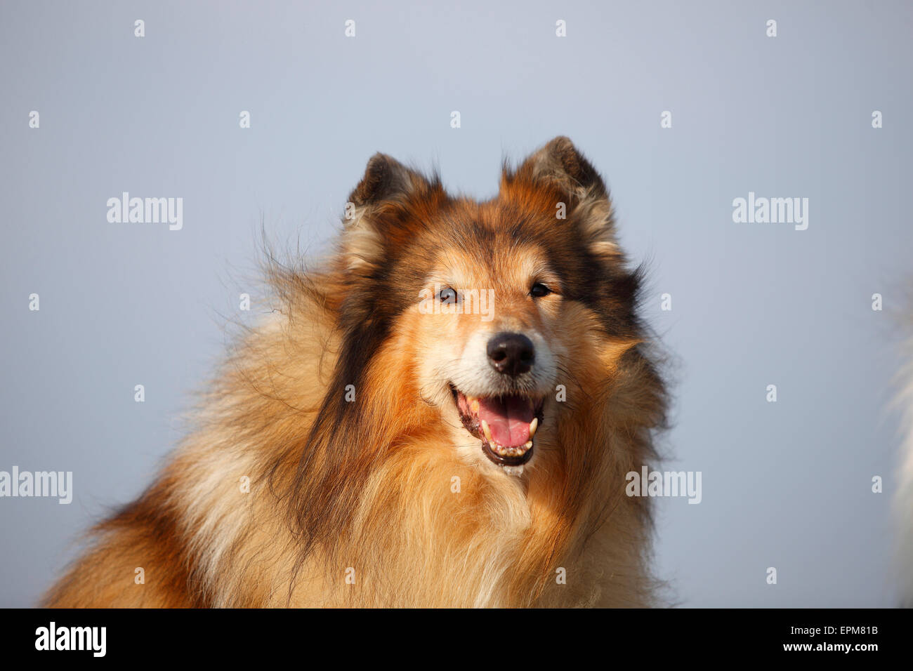 Ritratto di Rough Collie Foto Stock