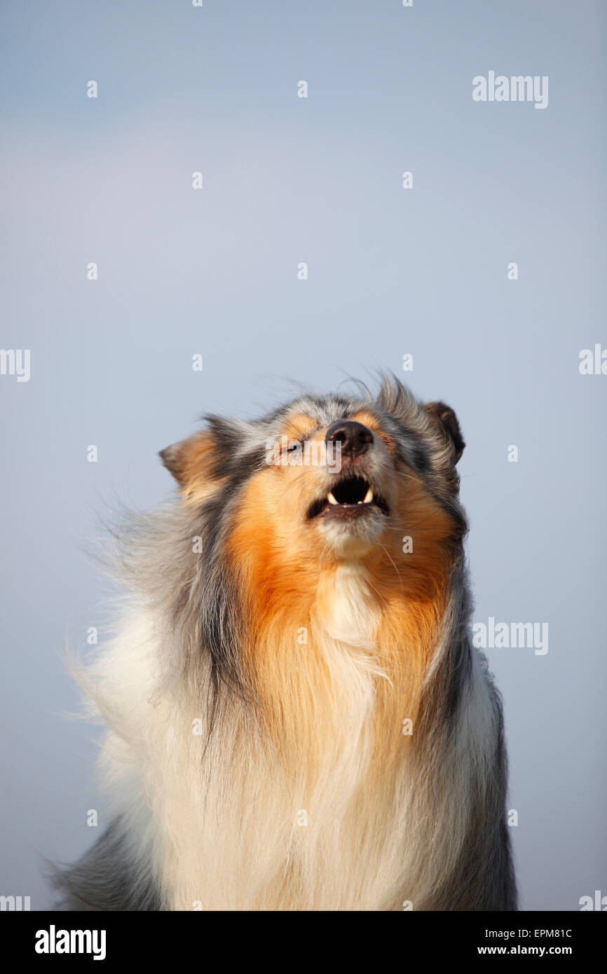 Ritratto di barking ruvida Collie Foto Stock