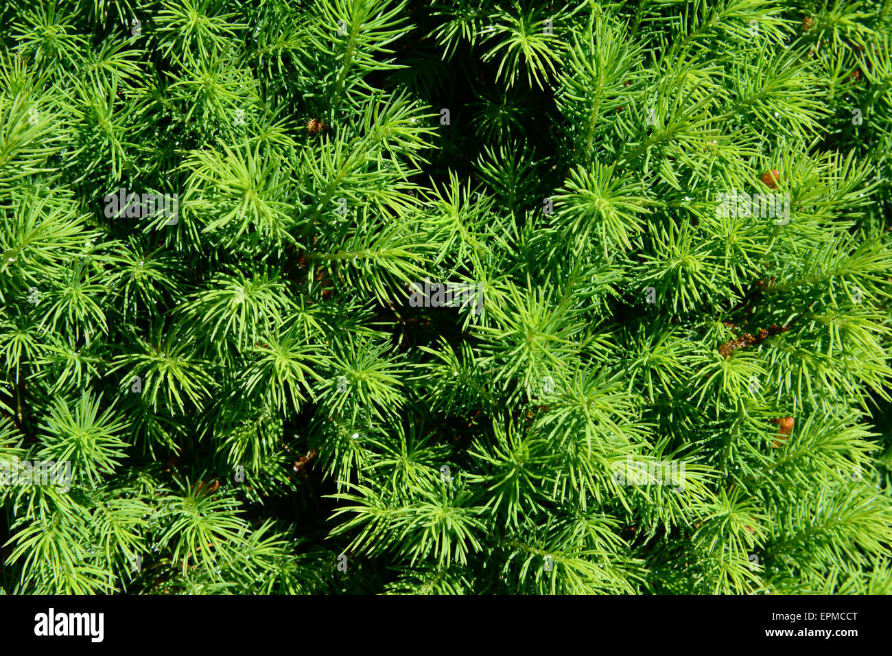 Fogliame verde sullo sfondo di bush Foto Stock