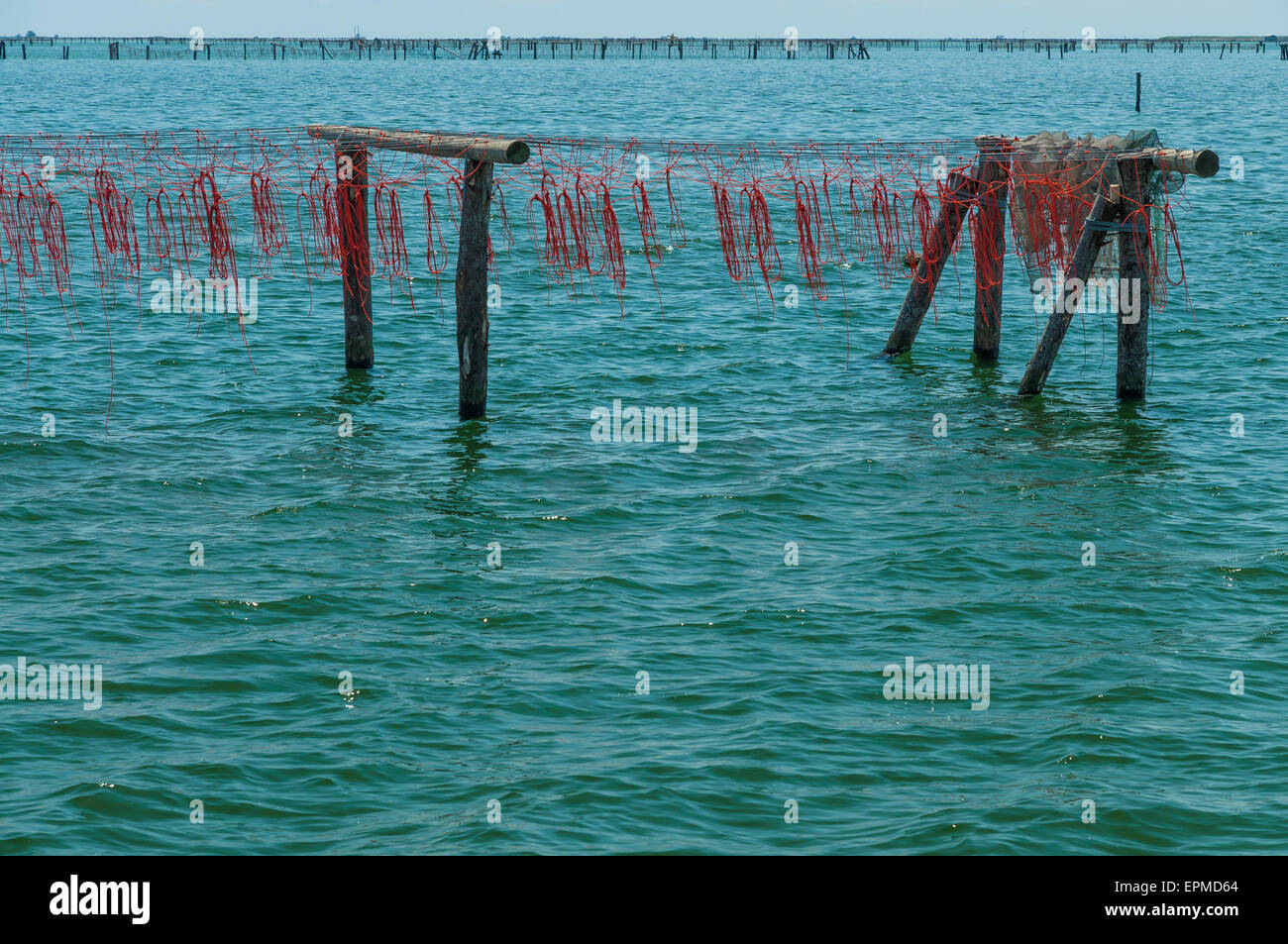 Laguna di Scardovari, mare Adriatico, vicino al Po' estuario del fiume. La coltivazione di cozze. Foto Stock