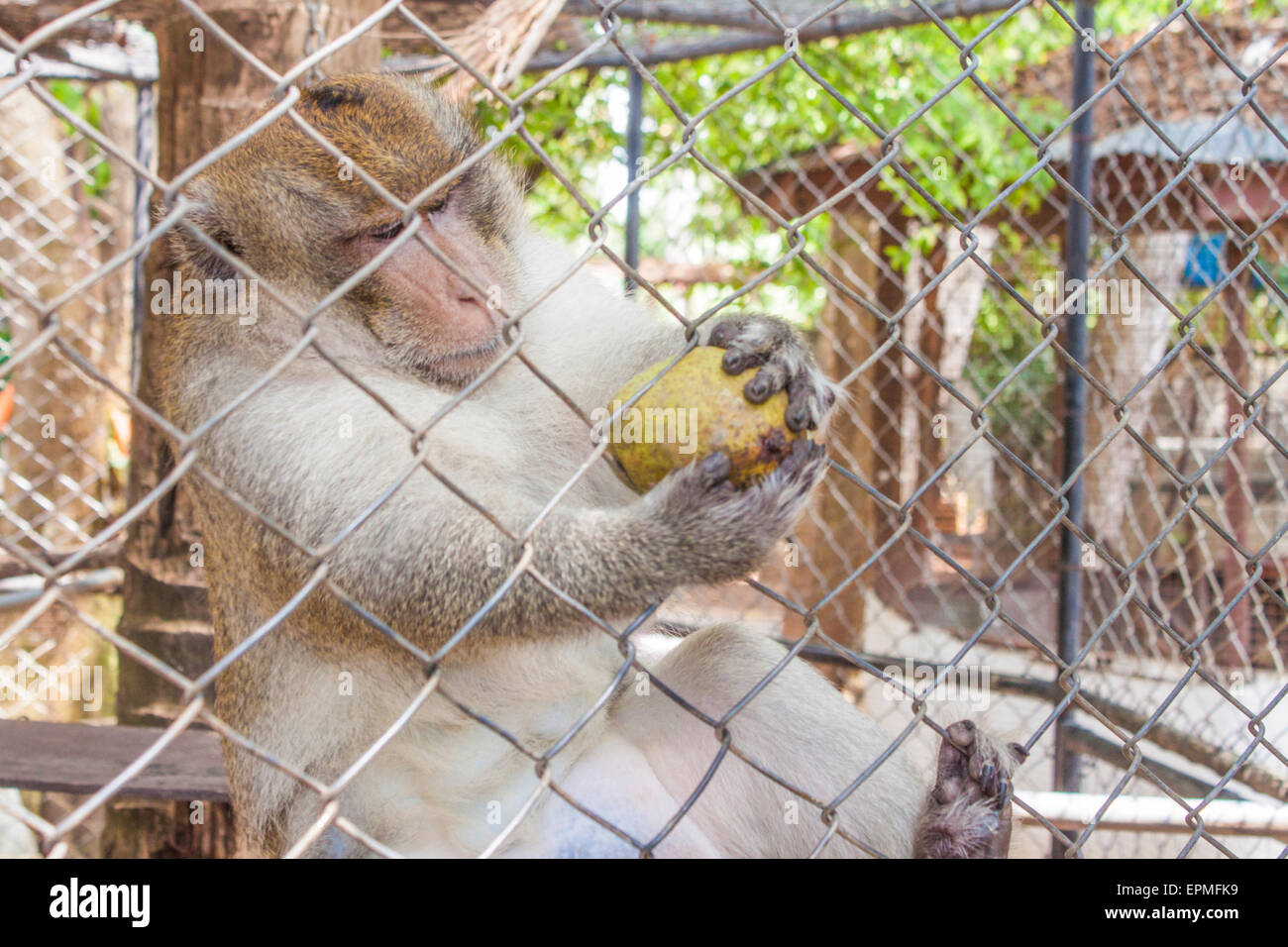 Monkey mangiando un mango, in Koh Samui, Thailandia Foto Stock