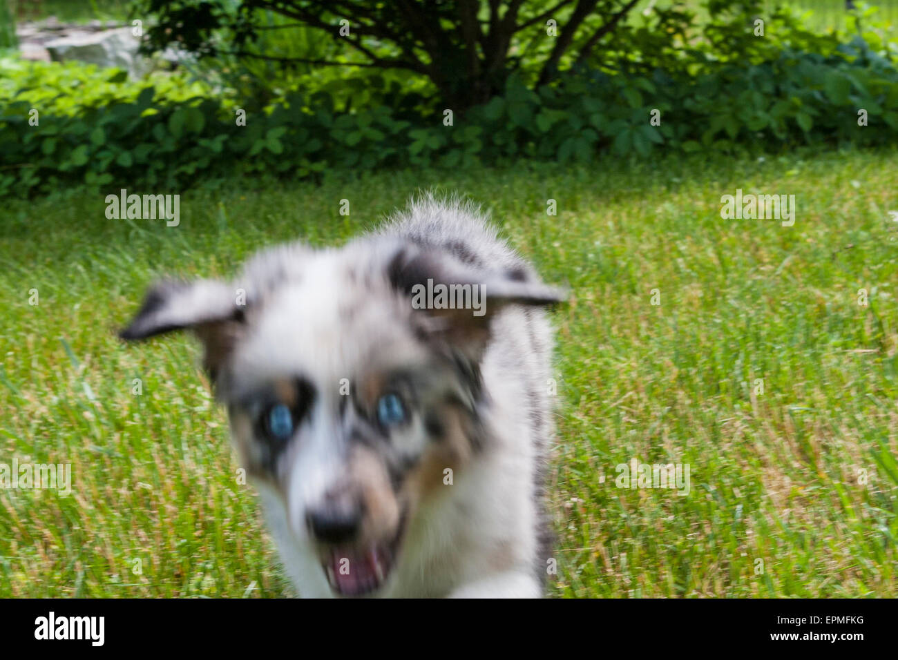 Pastore australiano cuccioli sono agili, energico e maturo nelle valutati imbrancandosi cani e leali compagni che vogliono per favore. Foto Stock