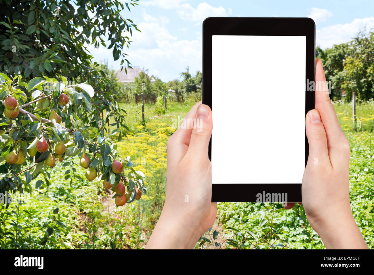 Concetto di viaggio - Fotografia turistica giardino rurale sul cortile nel giorno di estate su tablet pc con taglio fuori schermo vuoto con posto per Foto Stock