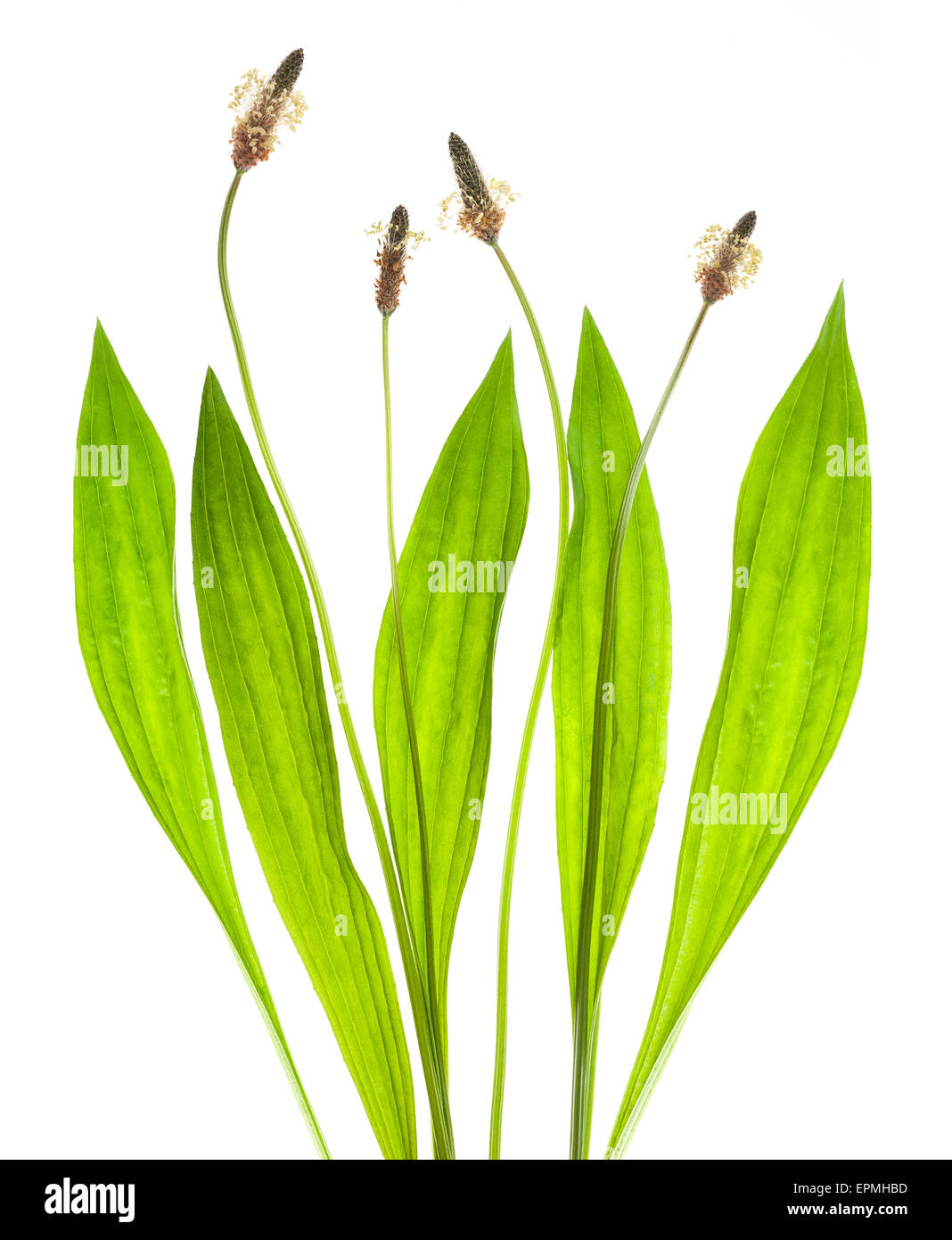 Ribwort piantaggine isolato su bianco Foto Stock