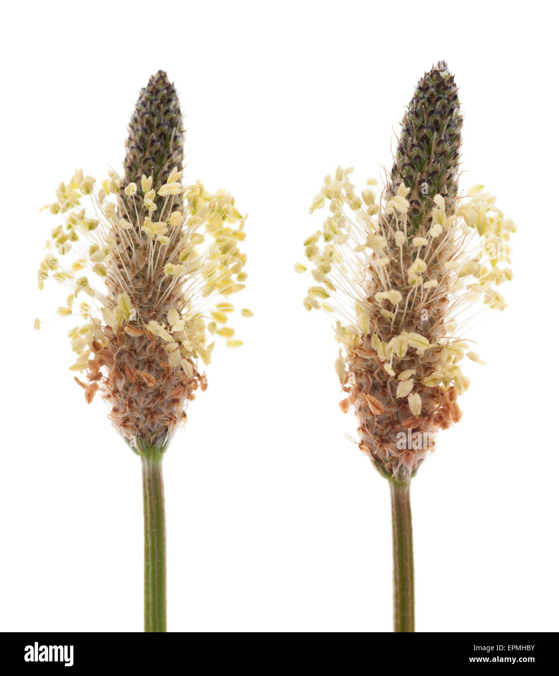 Ribwort piantaggine fiori isolati su bianco Foto Stock