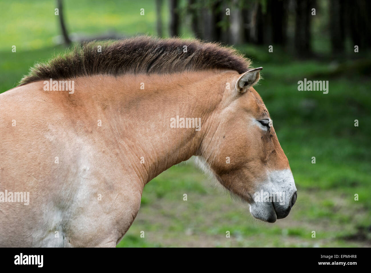 Chiusura del cavallo di Przewalski (Equus ferus przewalskii) nativa per le steppe della Mongolia, in Asia centrale Foto Stock