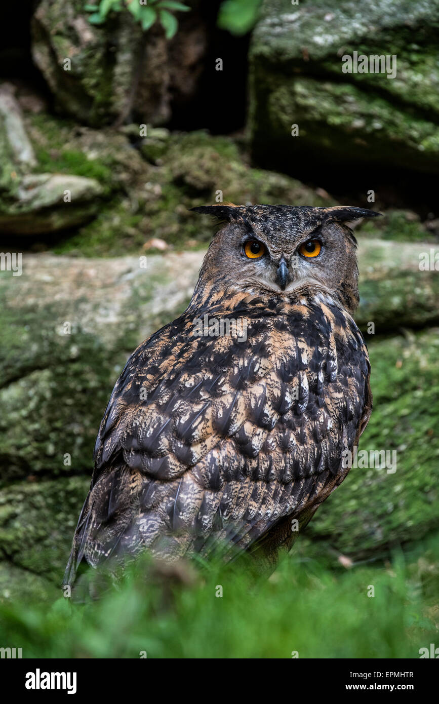 Gufo reale (Bubo bubo) seduti sulla sporgenza di roccia in roccia Foto Stock