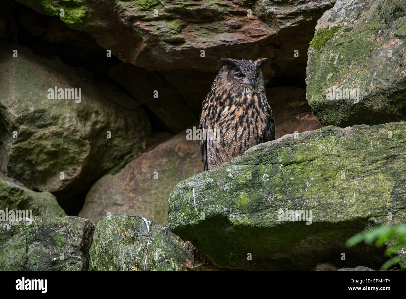 Gufo reale (Bubo bubo) seduti sulla sporgenza di roccia in roccia Foto Stock