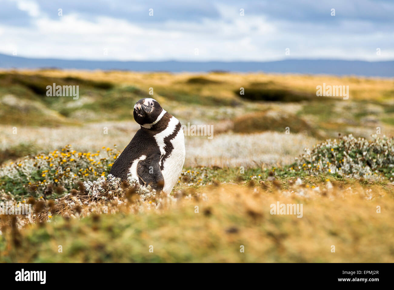 Il Cile, regione de Magallanes y de la Antartica Chilena, Seno Otway, Magellanic penguin Foto Stock