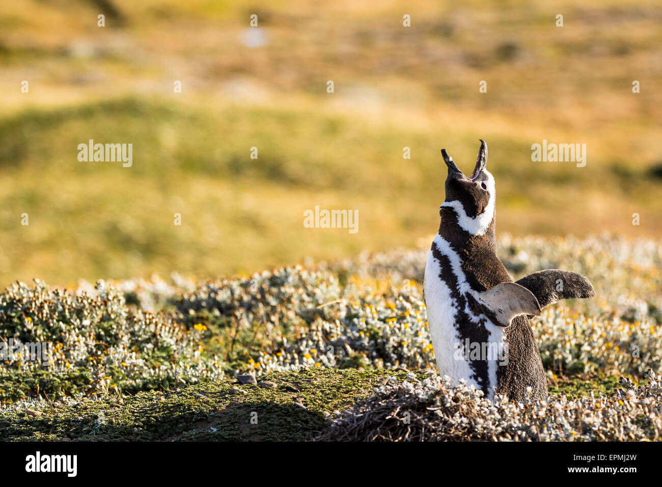 Il Cile, regione de Magallanes y de la Antartica Chilena, Seno Otway, Magellanic penguin Foto Stock