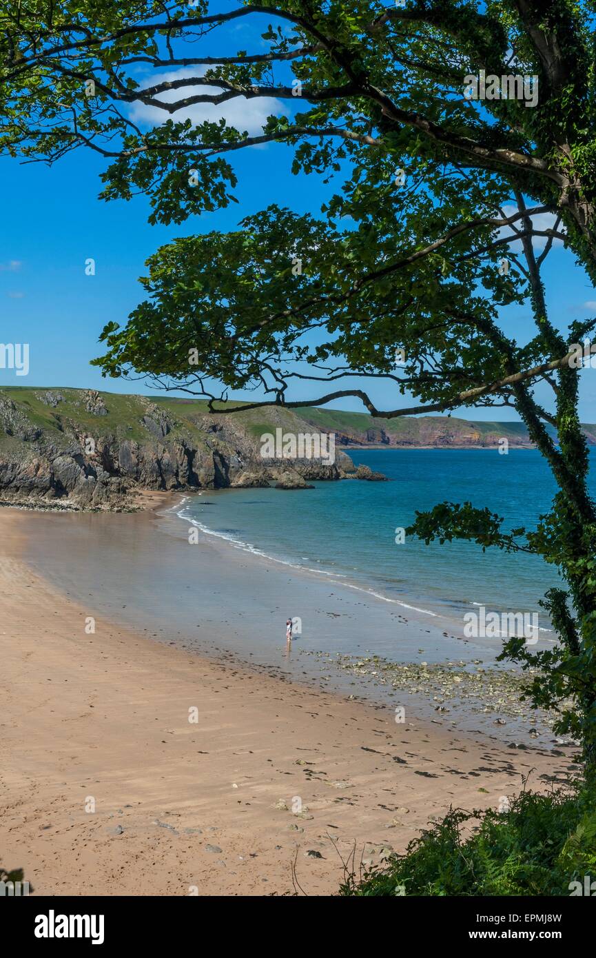 Barafundle Bay. Pembrokeshire. Il Galles. Cymru. Regno Unito. Regno Unito Foto Stock