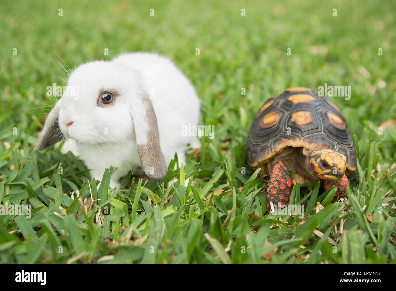 Una piccola tartaruga e un coniglio bianco sull'erba. Foto Stock