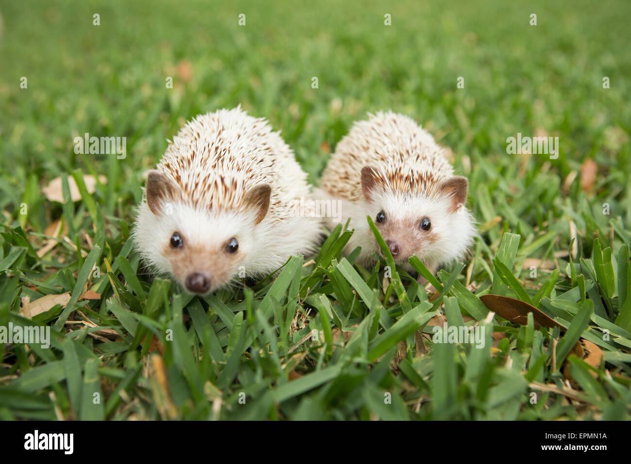 Due porcospini sull'erba. Foto Stock