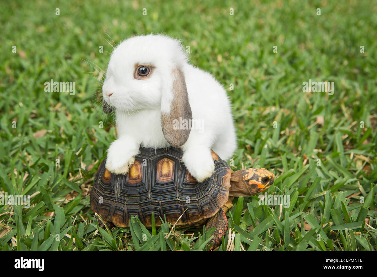 Una piccola tartaruga e un coniglio bianco sull'erba. Foto Stock